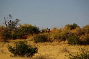 059 Namibia Okt 2006 .JPG